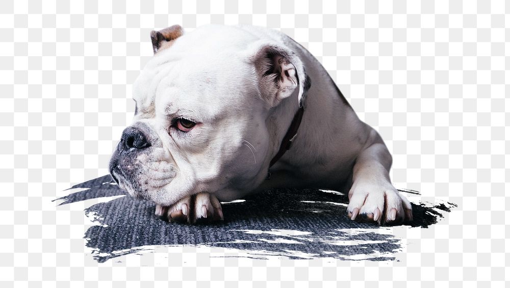 PNG A white bulldog, collage element, transparent background