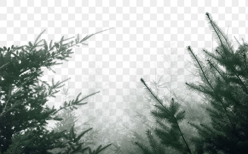Misty conifer png border sticker, nature on transparent background