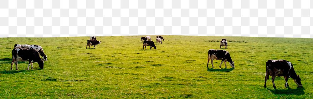 Cow ranch png border, transparent background
