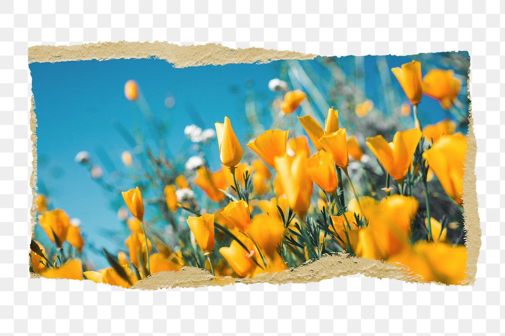 Yellow tulip png field, Spring sticker, ripped paper, transparent background