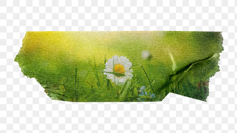 White daisy png Spring flower sticker, washi tape, transparent background