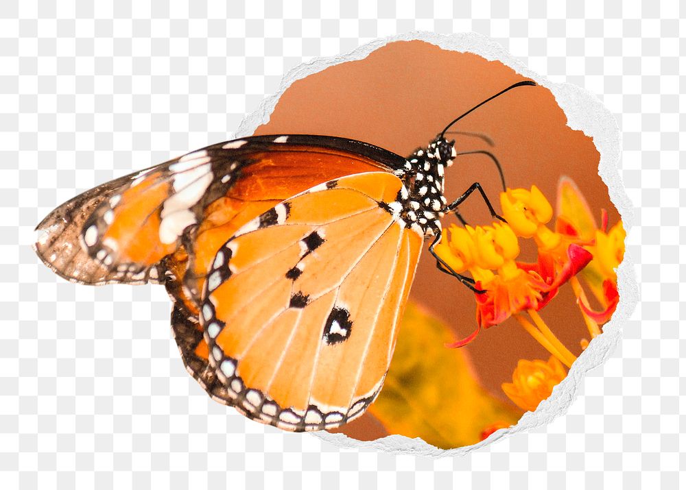 Monarch butterfly png sticker, insect photo in ripped paper badge, transparent background