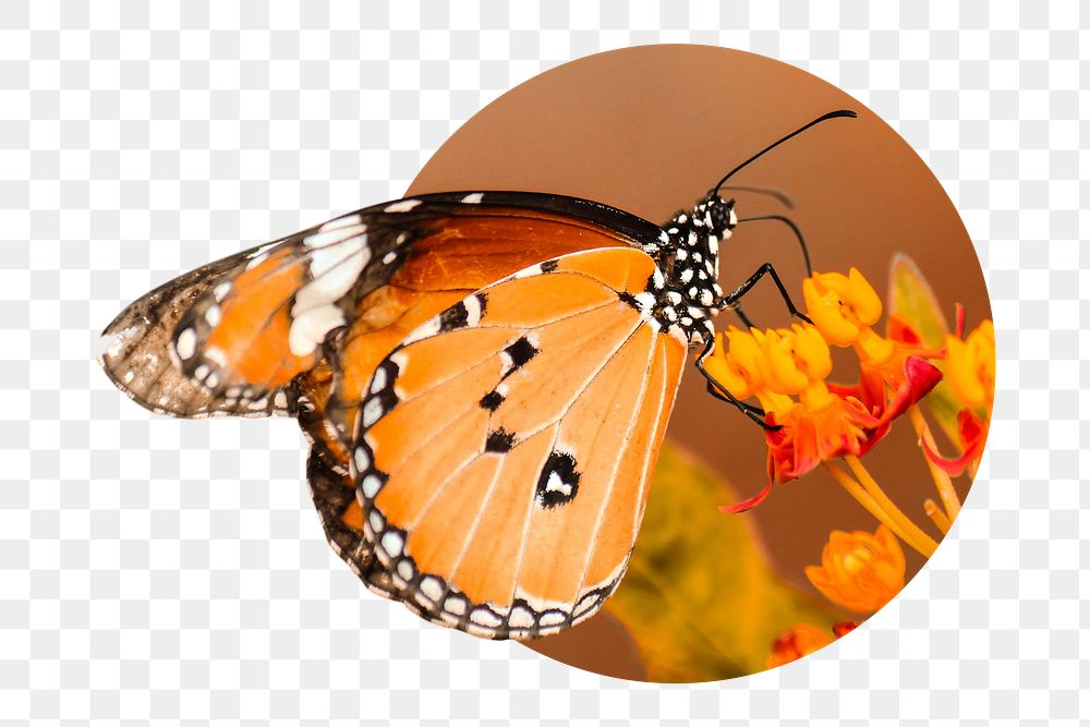 Monarch butterfly png badge sticker, insect photo, transparent background