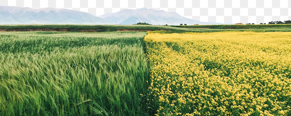 Agriculture fields png border, transparent background