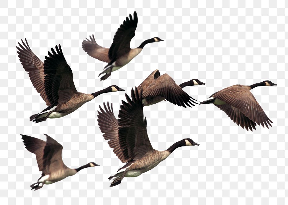 Flying geese png sticker, animal image, transparent background