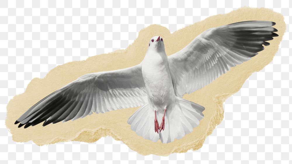 Flying gull png sticker, bird ripped paper, transparent background
