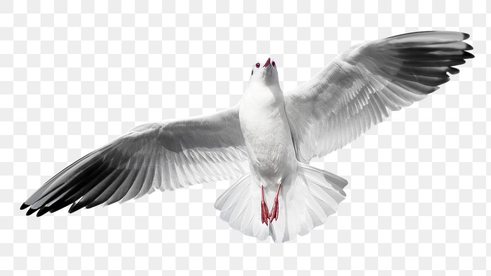 Flying gull png sticker, bird transparent background