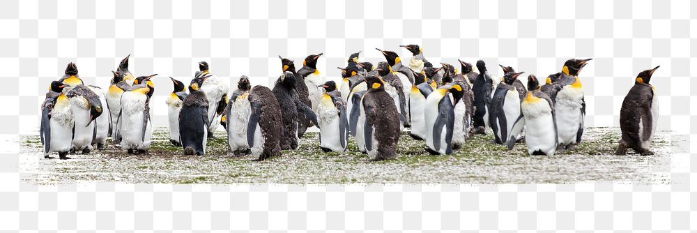 Penguins png sticker, animal, transparent background