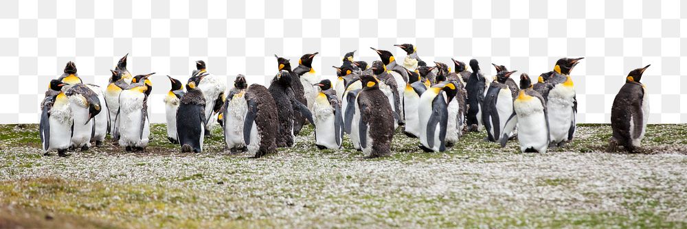 Penguins png border sticker, animal, transparent background