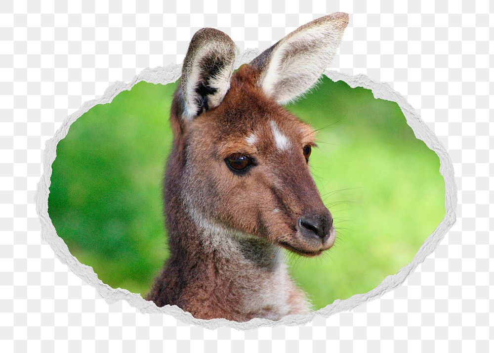 Kangaroo head png sticker, safari animal photo in ripped paper badge, transparent background