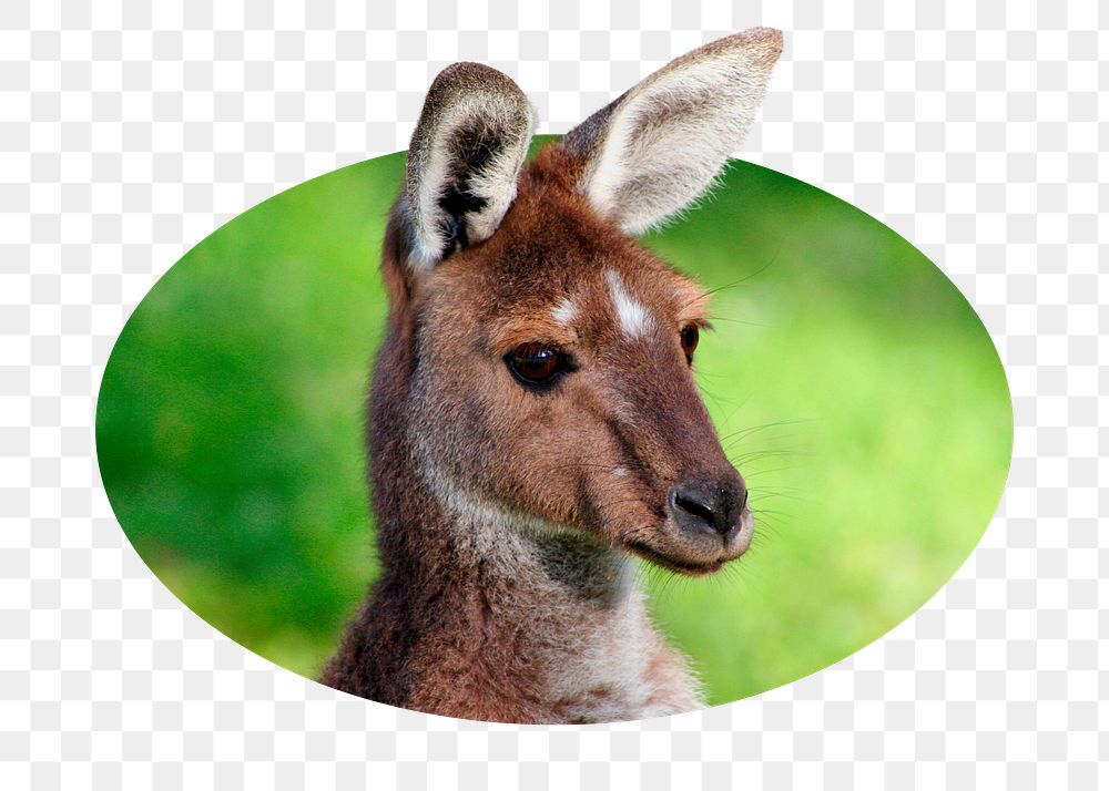 Kangaroo head png sticker, safari animal photo badge, transparent background
