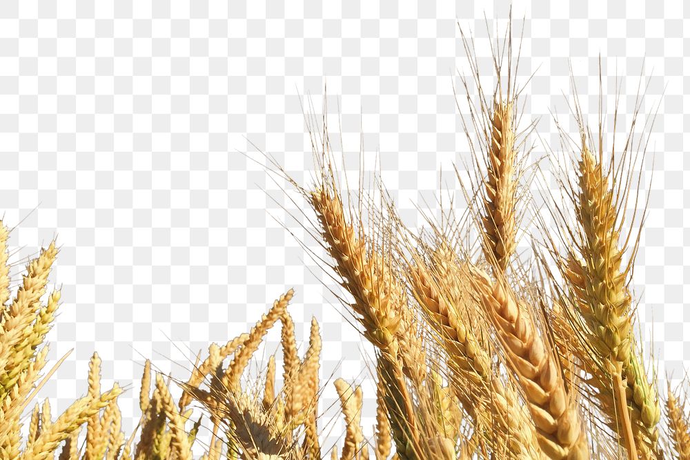 Wheat field png border sticker, nature on transparent background