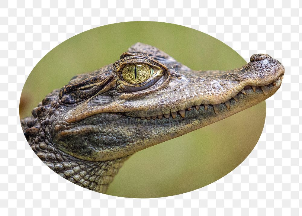 Baby crocodile crocodile png badge sticker, wildlife photo, transparent background