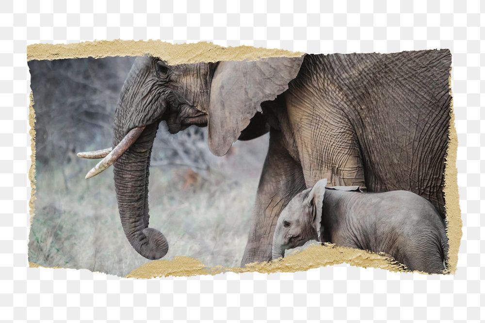 Png mother and baby elephants, animal sticker, ripped paper, transparent background