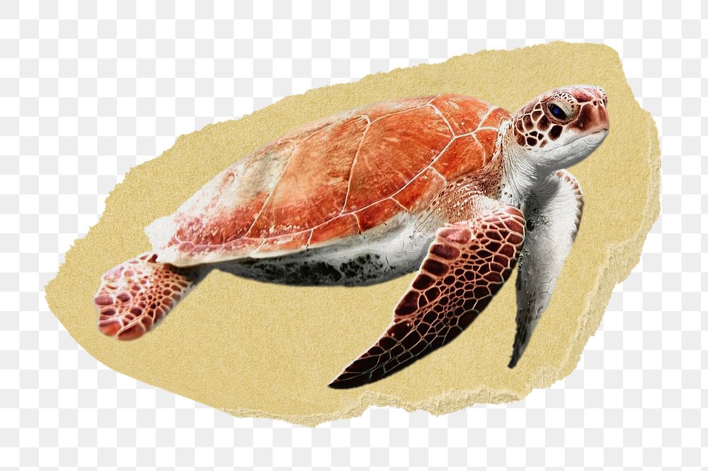 Sea turtle png ripped paper sticker, animal, environment graphic, transparent background