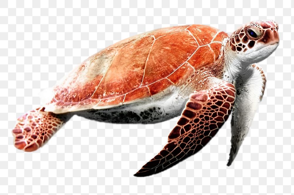 Sea turtle png sticker, animal, environment image on transparent background
