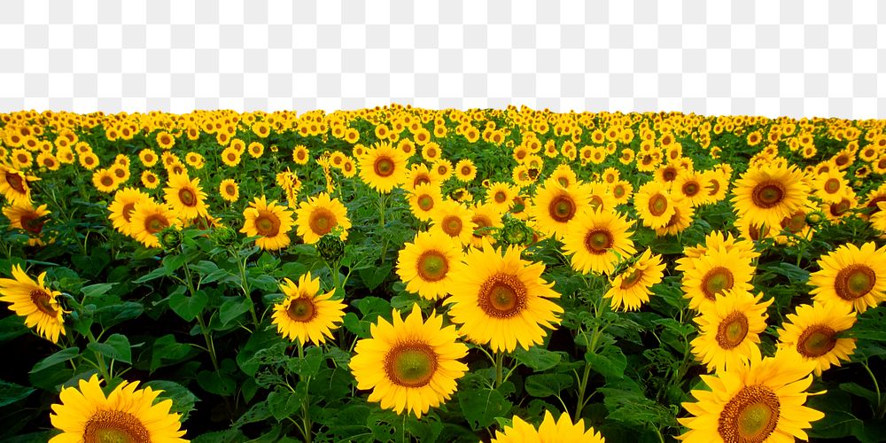 Sunflower field png border, transparent background