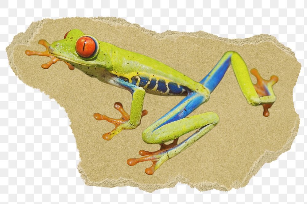 Red-eyed tree png frog sticker, ripped paper, transparent background
