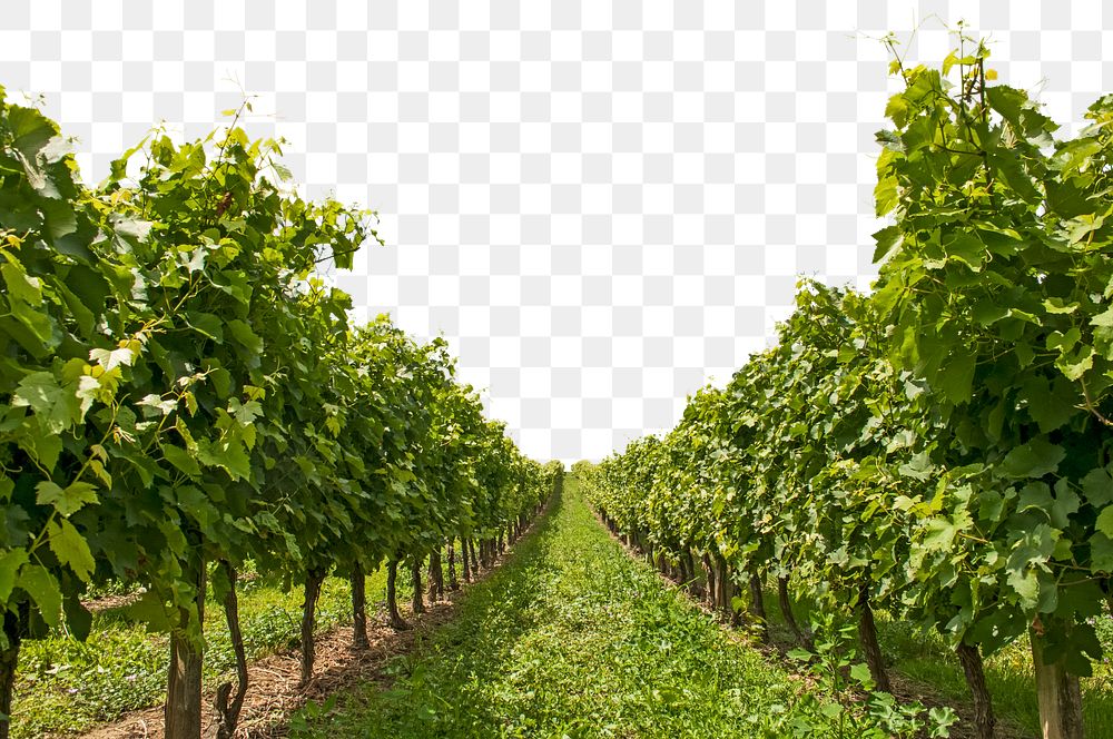 Vineyard png border, transparent background