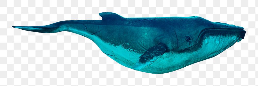 Whale png sticker, sea animal, transparent background