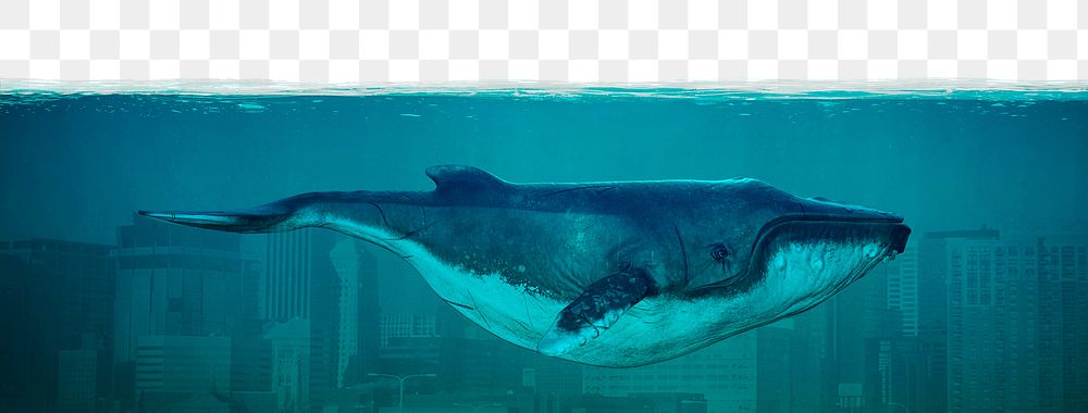 Whale png border, transparent background