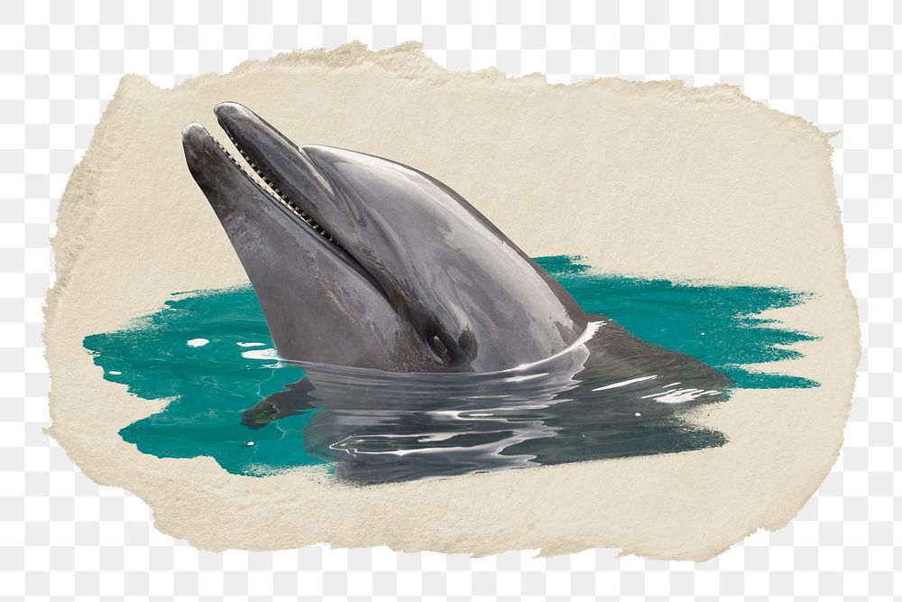 Dolphin png sticker, ripped paper, transparent background