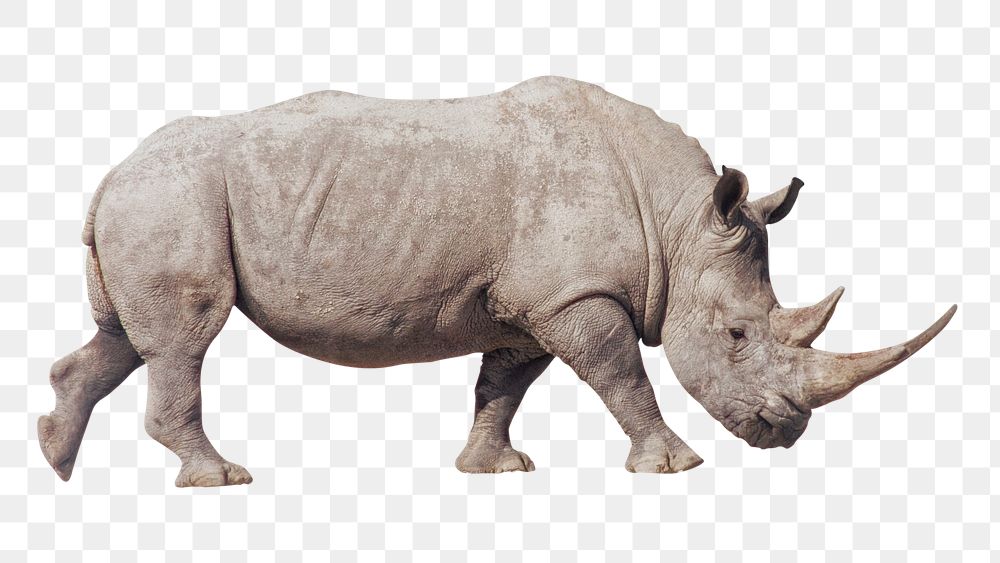 Rhino png sticker, wildlife photo, transparent background
