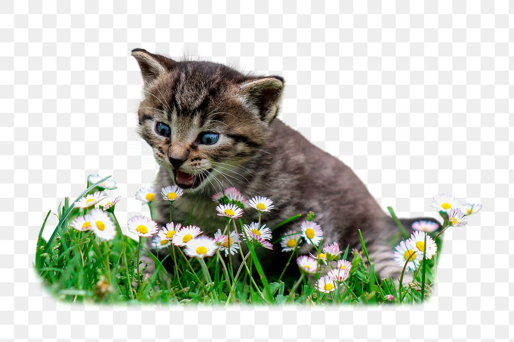 Kitten png flower field sticker, animal, transparent background