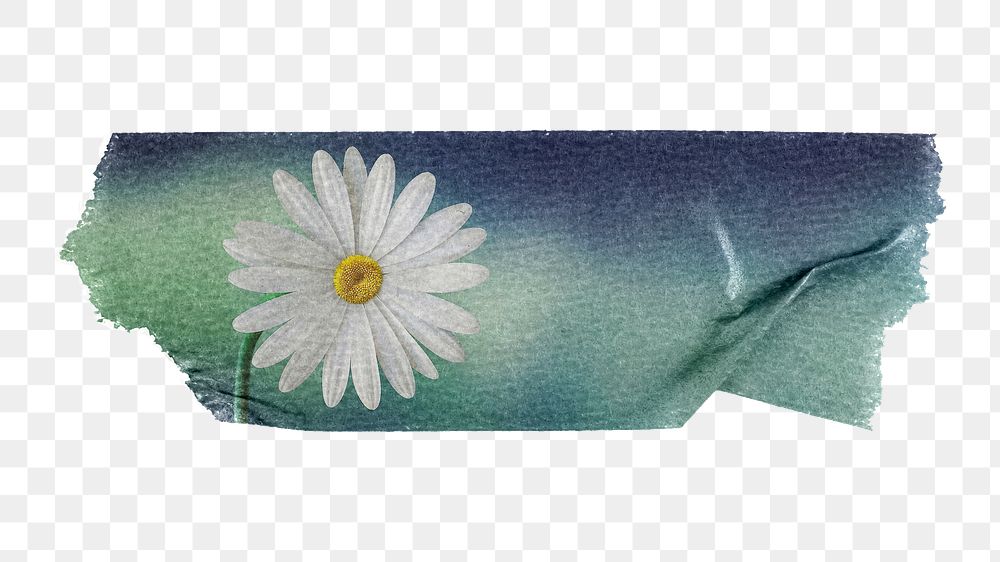 White daisy png Spring flower sticker, washi tape, transparent background