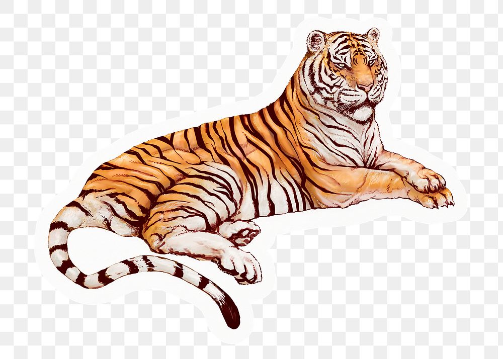 Lying tiger png sticker, drawing illustration, transparent background