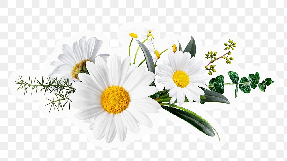 Daisy flowers png sticker, botanical design, transparent background