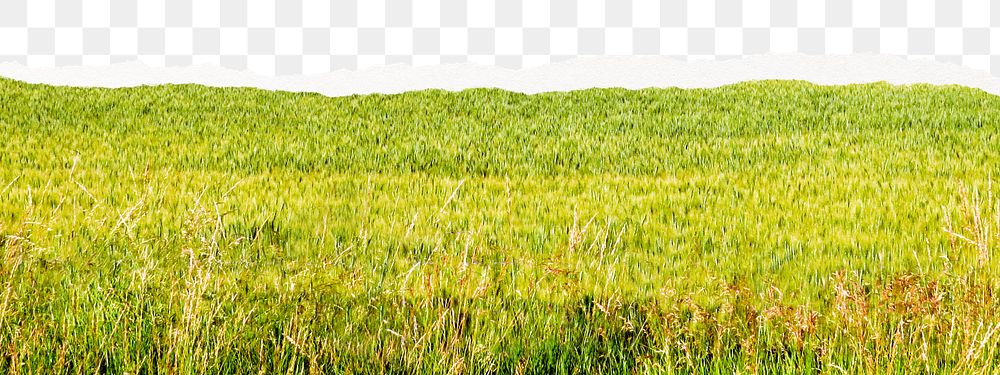 Png green grass border, torn paper collage, transparent background