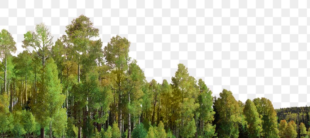 Green forest png border, transparent background