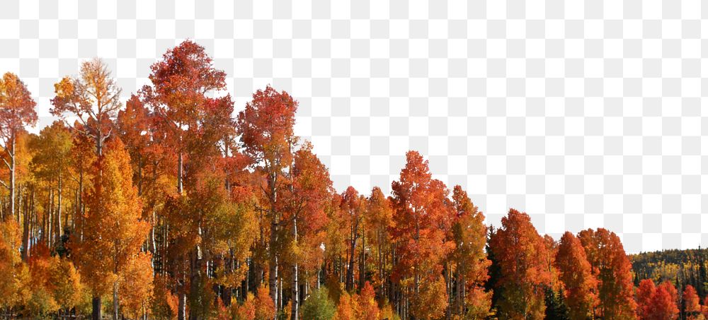 Autumn forest png border, transparent background