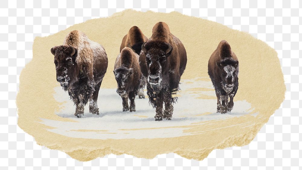PNG Group of bison, collage element, transparent background