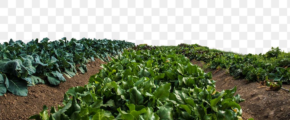 PNG farmers field, collage element, transparent background