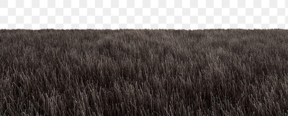 Winter grass field  png border, nature photo, transparent background