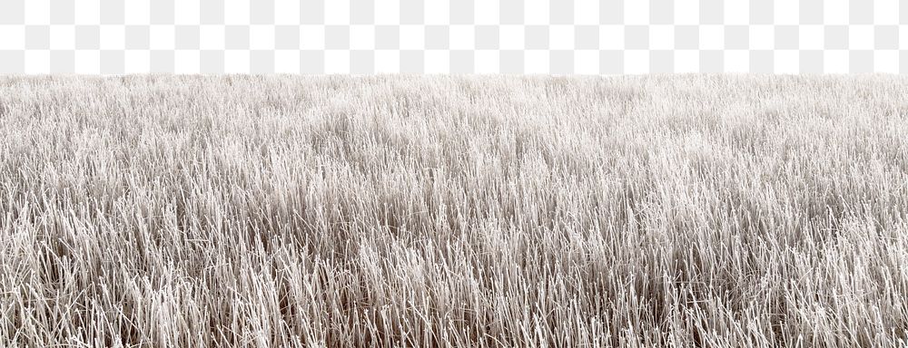 Winter grass field  png border, nature photo, transparent background