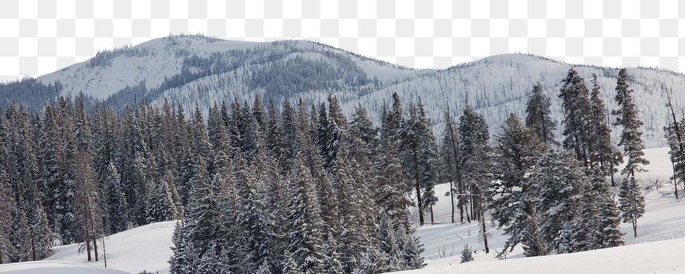 Pine forest png border, winter landscape image, transparent background