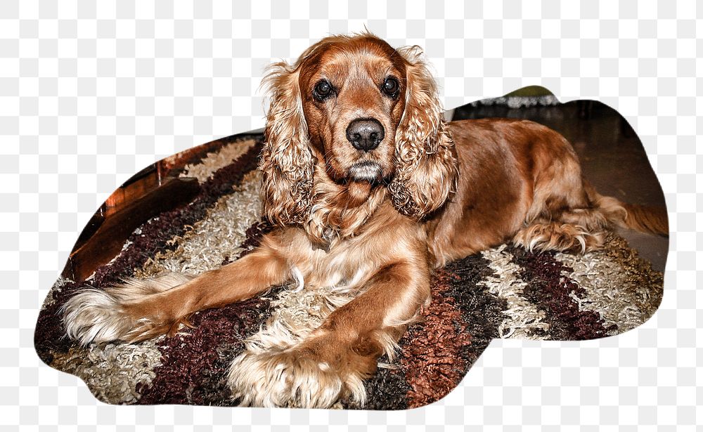 PNG Brown dog lying on carpet, collage element, transparent background