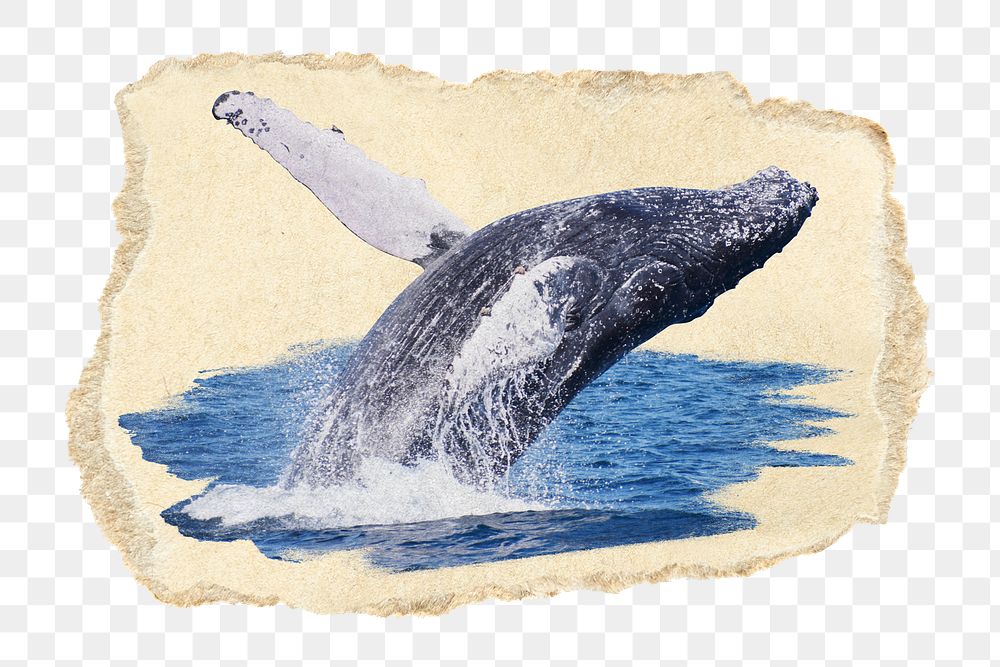 PNG Humpback whale jumping backwards, collage element, transparent background
