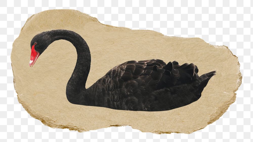 Black swan png sticker, ripped paper, transparent background