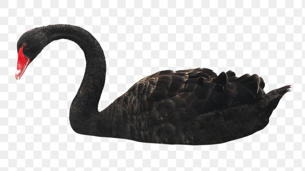 Black swan png sticker, animal, transparent background