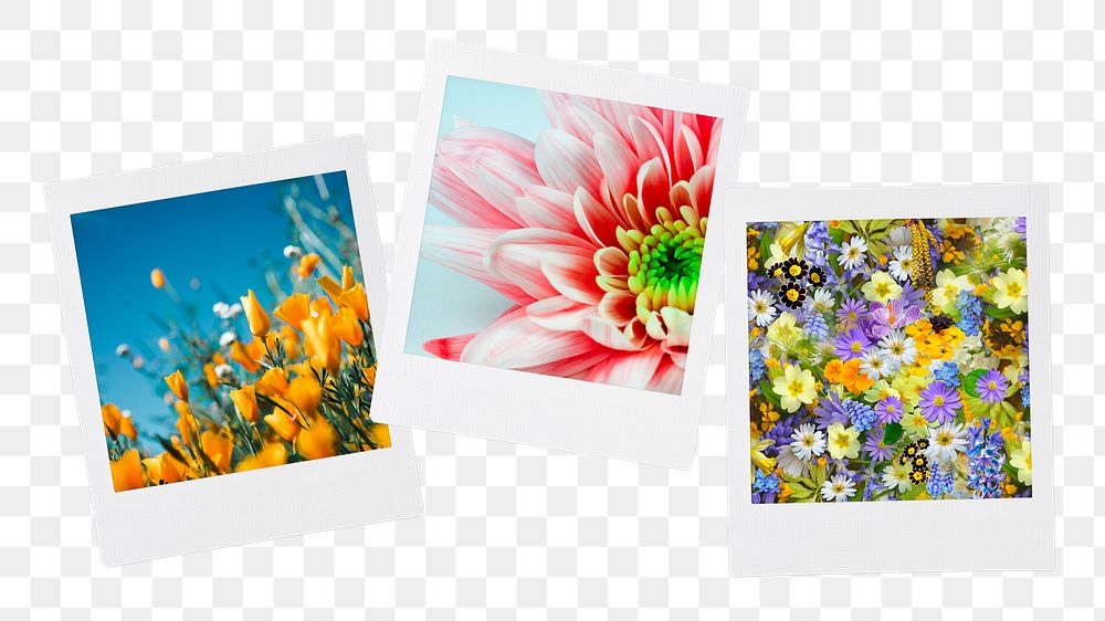 Spring flowers png instant photo collages, transparent background