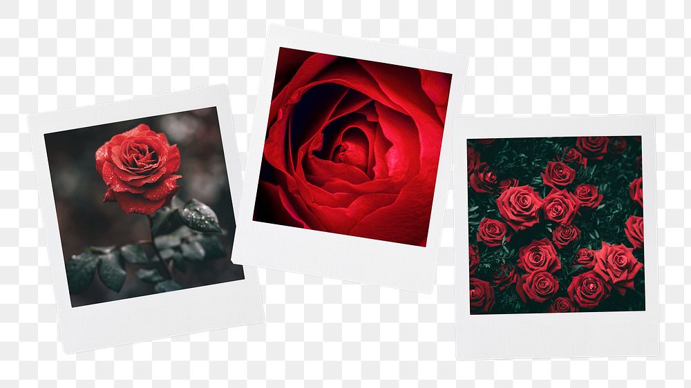 Valentine's roses png instant photos sticker, red flower mood board transparent background
