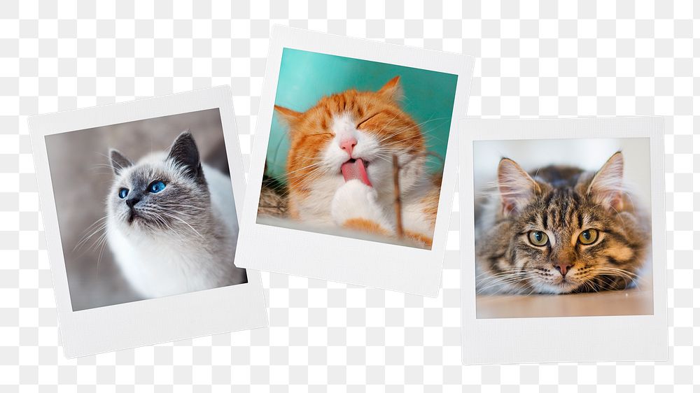 Cute kittens png sticker, instant photo mood board on transparent background