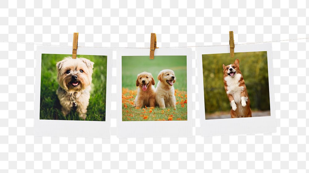 Cute puppies png mood board sticker, pet instant photos, transparent background