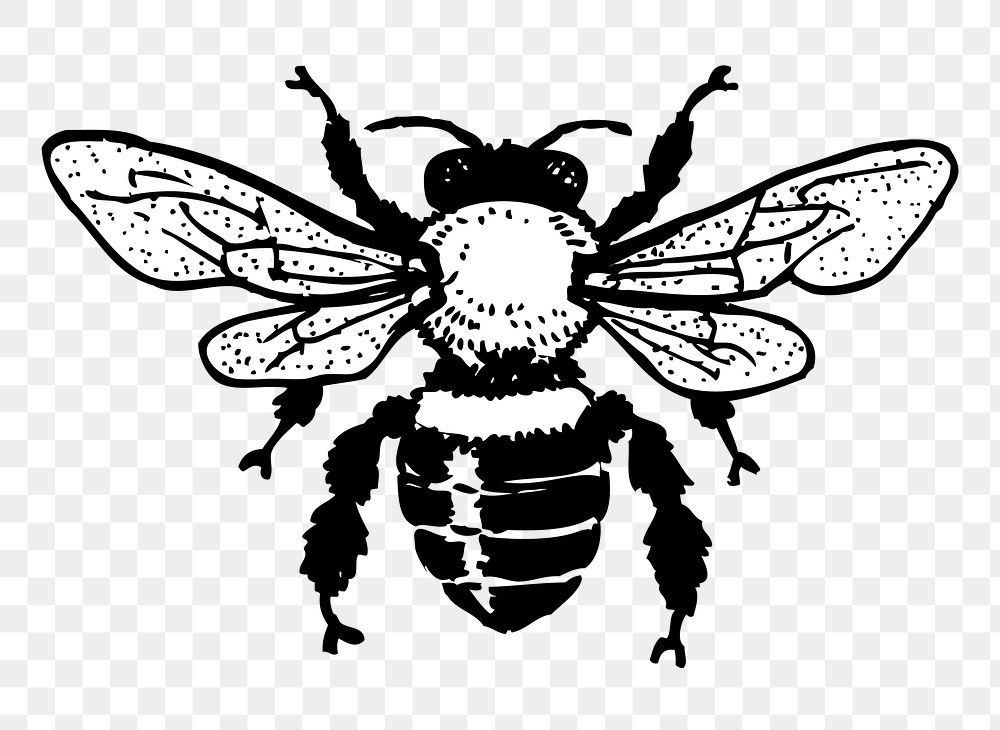 Bee, insect png sticker, transparent background. Free public domain CC0 image.