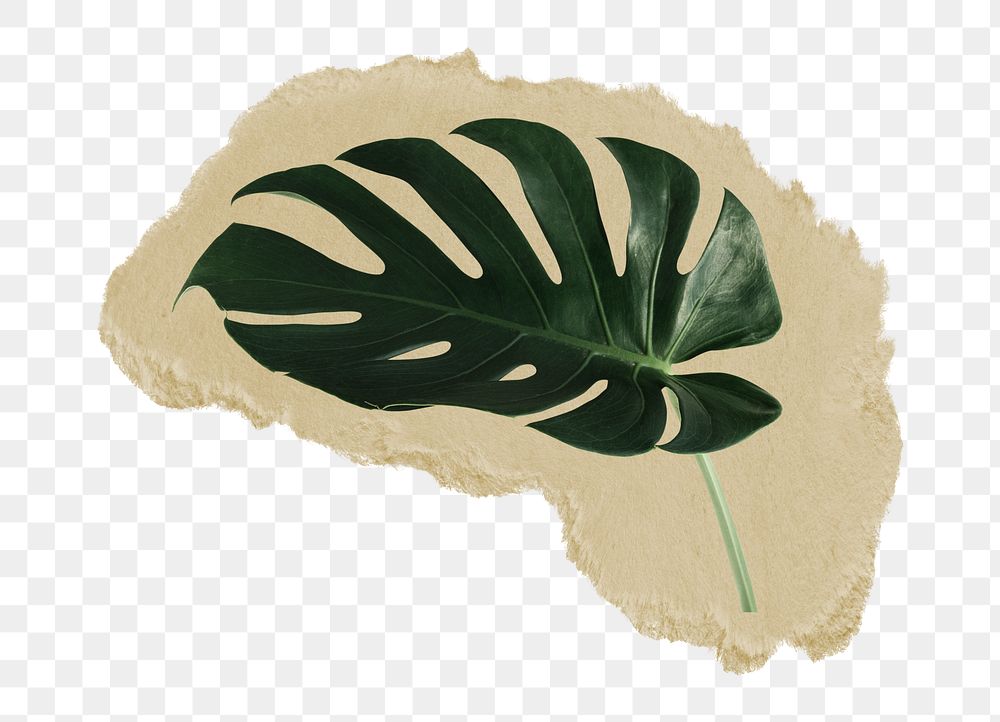 Monstera leaf png sticker, ripped paper, transparent background