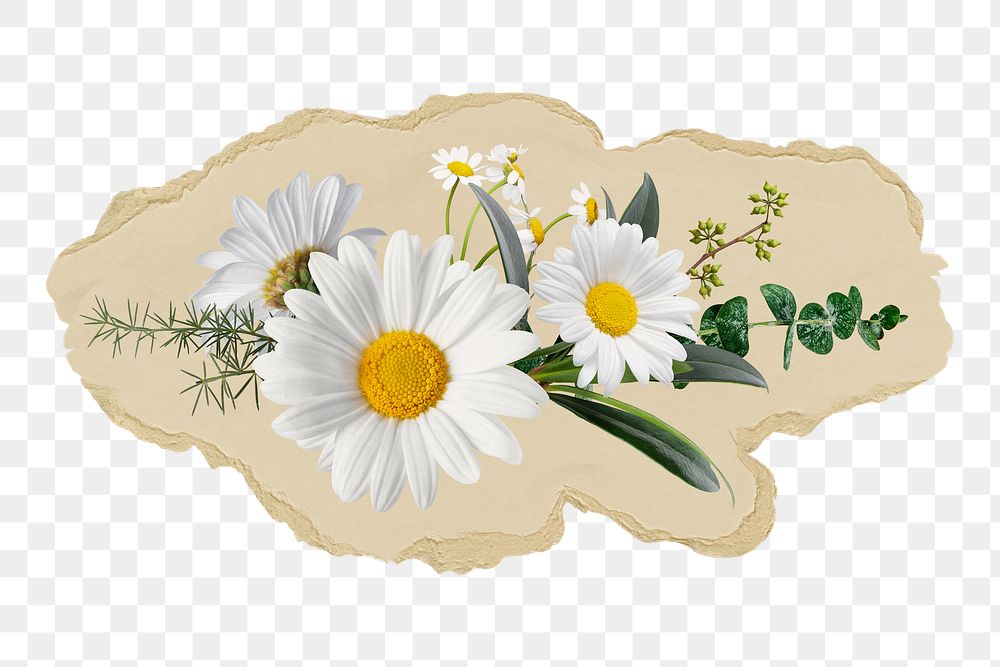 White daisy flowers png sticker, ripped paper, transparent background